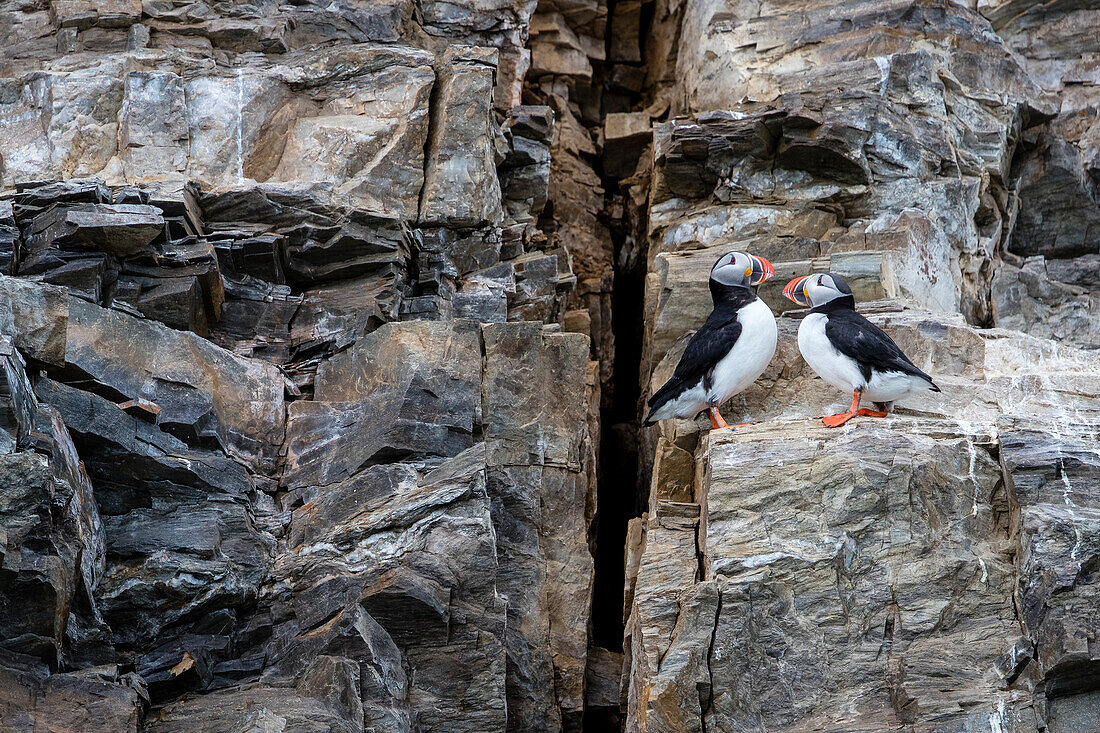 Arctic nature photograph of two Atlantic puffins (Fratercula arctica) perching on side of cliff, Spitsbergen, Svalbard and Jan Mayen, Norway