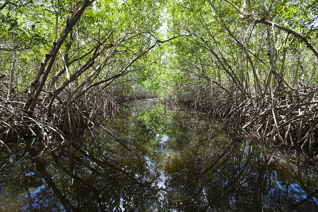 Mangrovenwald, Cancun, Yucatan, Mexiko
