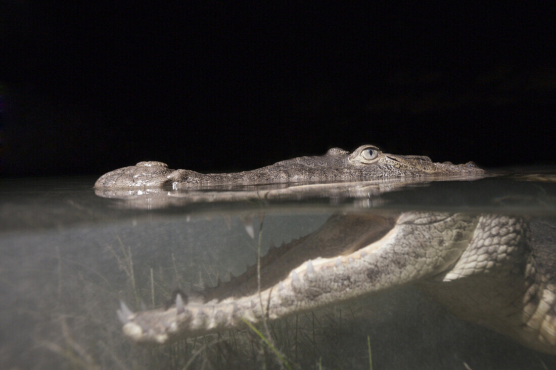 Beulenkrokodil jagt nachts, Crocodylus moreletii, Cancun, Yucatan, Mexiko