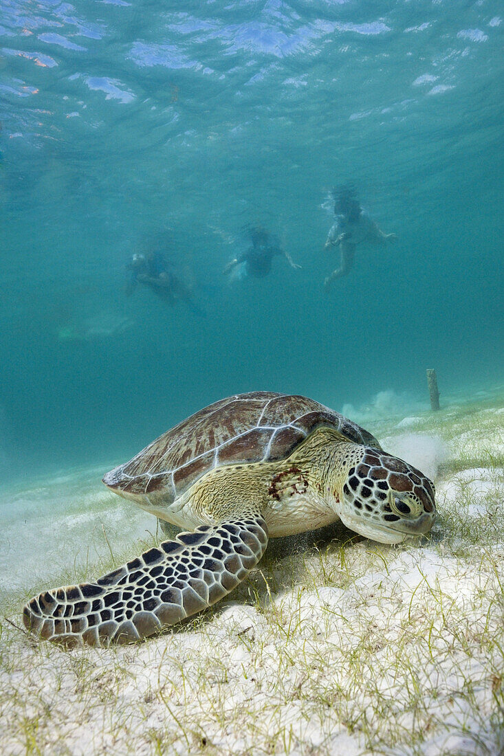 Snorkelers watching Green Sea Turtle, Chelonia mydas, Akumal, Tulum, Mexico
