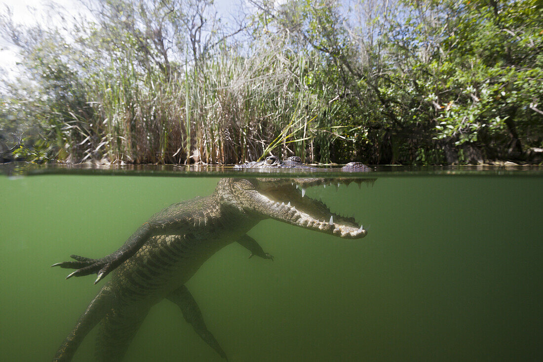 Beulenkrokodil, Crocodylus moreletii, Cancun, Yucatan, Mexiko