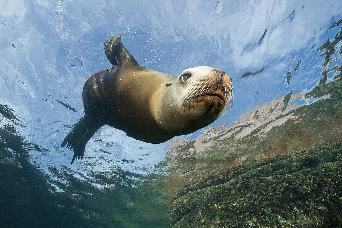 Kalifornischer Seeloewe, Zalophus californianus, La Paz, Baja California Sur, Mexiko