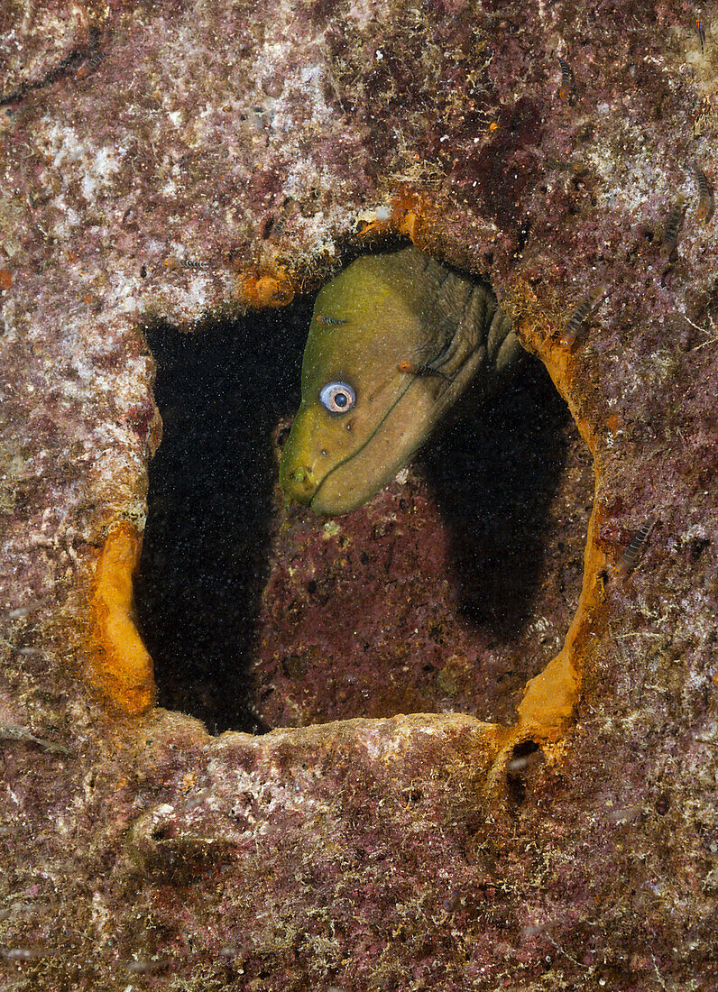 Kastanienmuraene am Fang Ming Wrack, Gymnothorax castaneus, La Paz, Baja California Sur, Mexiko