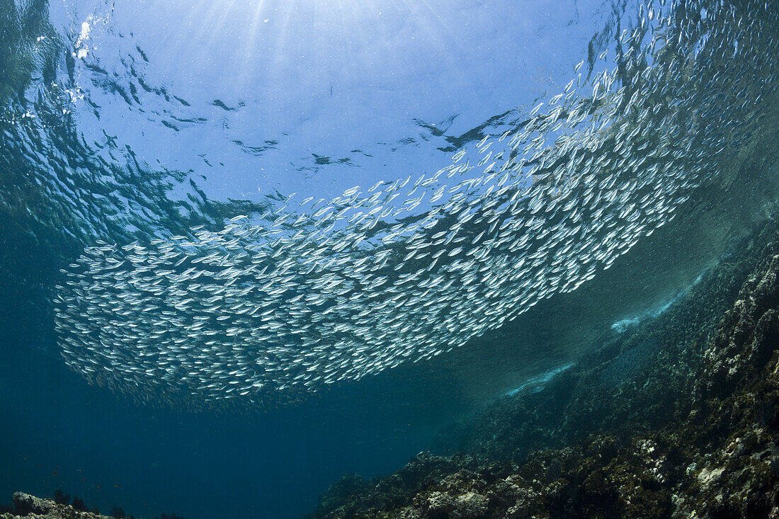 Shoal of Sardines, Sardinops sagax, La Paz, Baja California Sur, Mexico