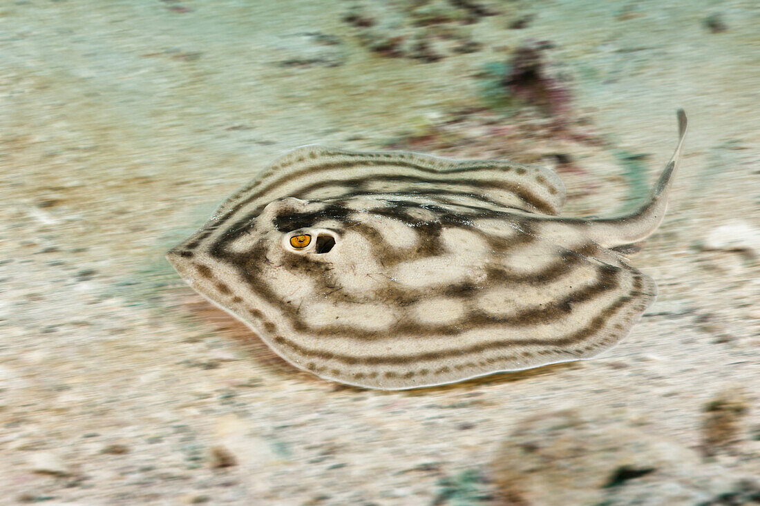Augenflecken-Rundrochen, Urobatis concentricus, La Paz, Baja California Sur, Mexiko