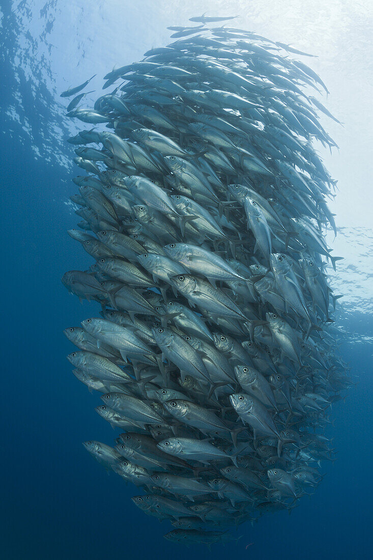 Schwarm Großaugen-Stachelmakrelen, Caranx sexfasciatus, Cabo Pulmo, Baja California Sur, Mexiko