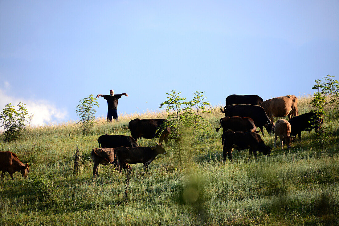 Cowflock near Bolsini, little Caucasus, Georgia