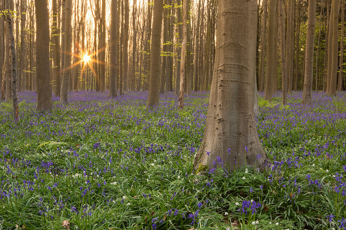 Bluebells carpet into the Halle Forest at sunrise, Halle, Bruxelles, Flemish Brabant, Flanders, Belgium