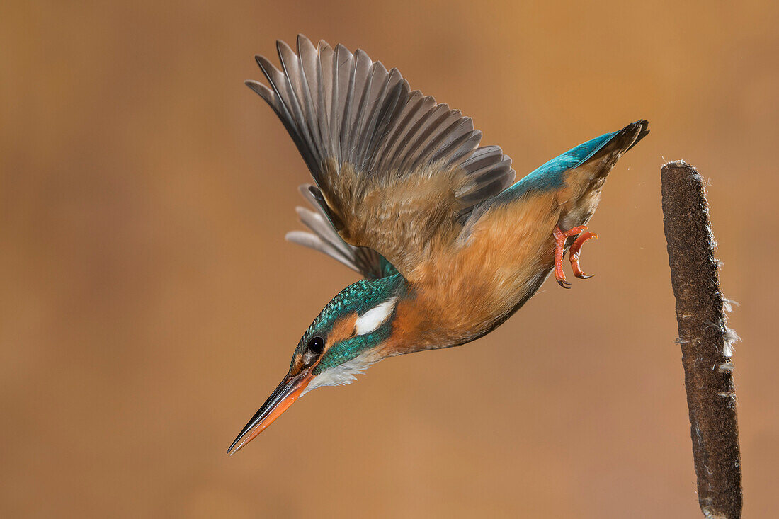Kingfisher in flight ready to hunt, Trentino Alto-Adige, Italy