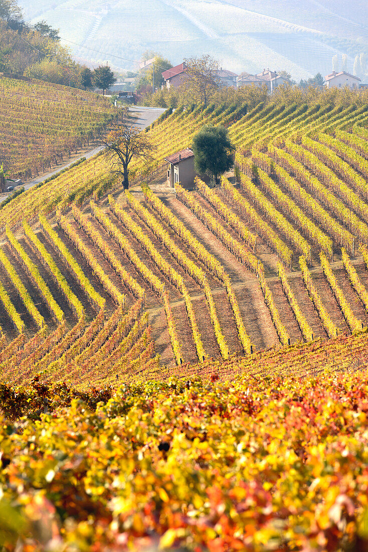 The vineyards of the Langhe in Autumn. Italy, Piedmont, Cuneo district, Langhe