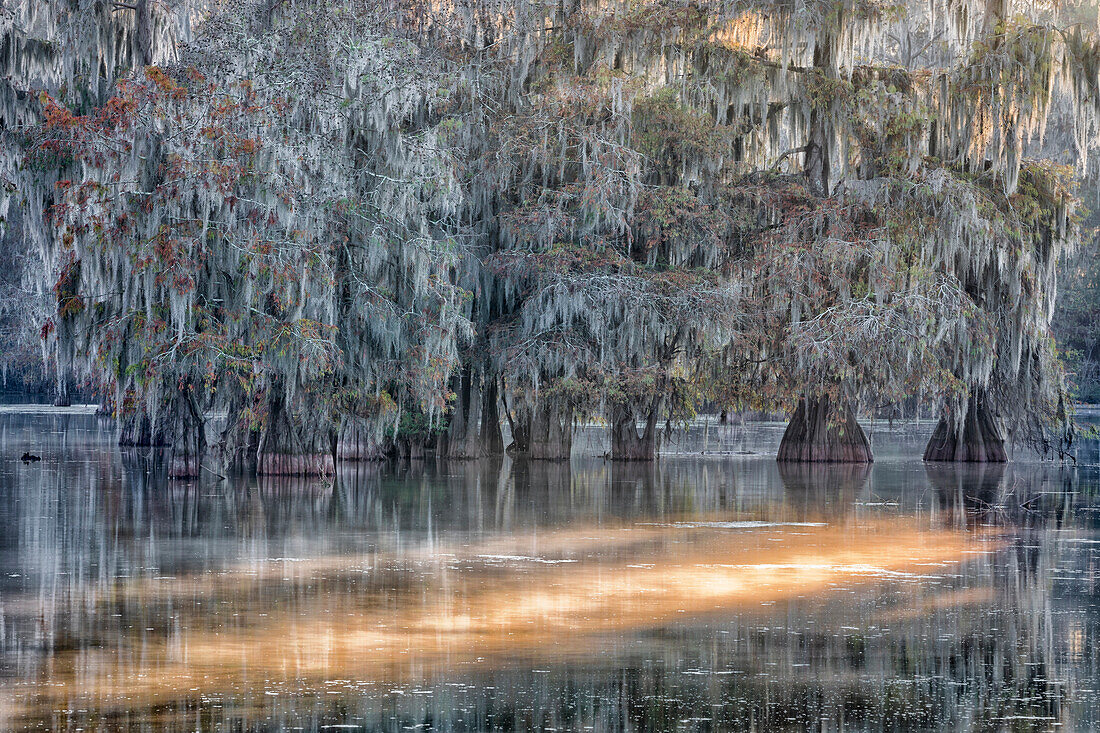 Taxodium distichum, Bald Cypress, Lake Martin, Atchafalaya Basin, Breaux Bridge, Louisiana, United States