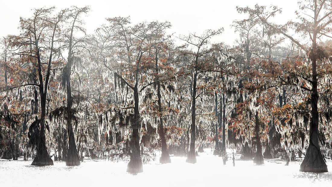 Lake Martin, Breaux Bridge, Atchafalaya Basin, Southern United States, USA; North America