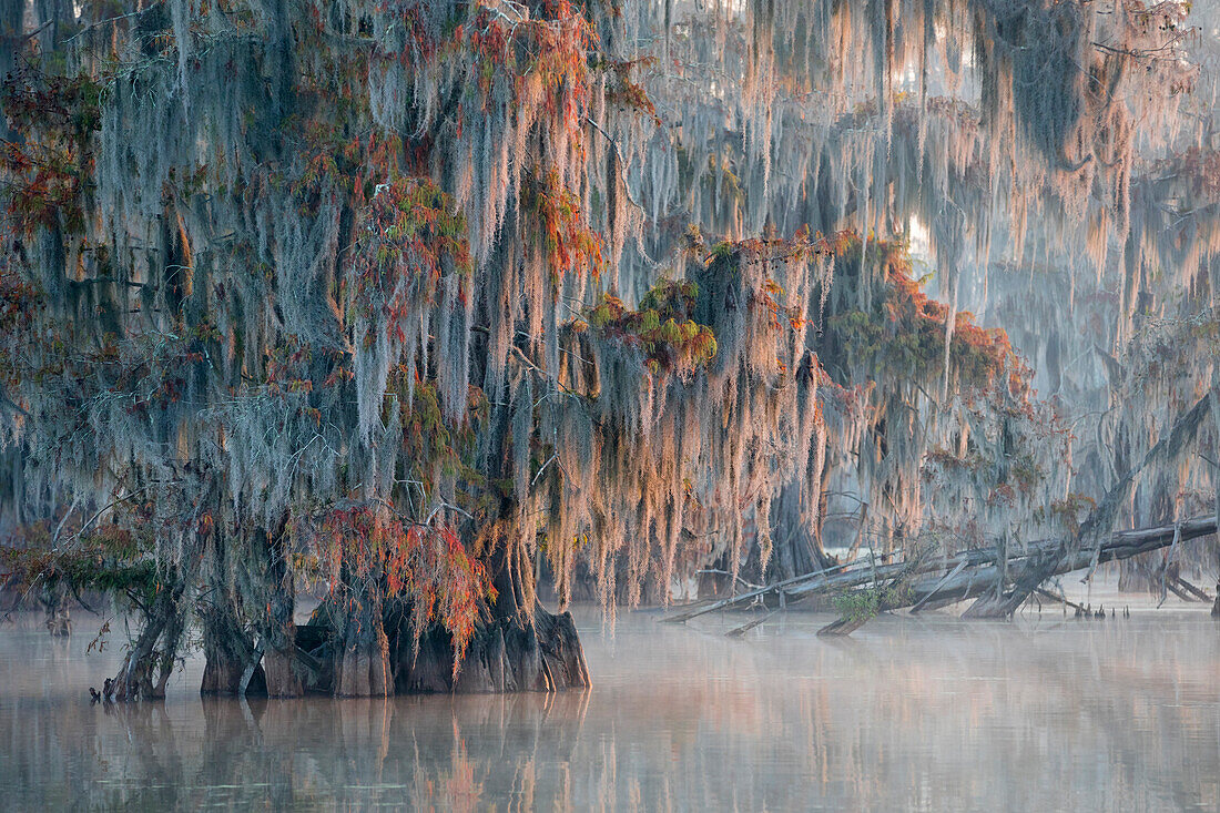 Bald Cypress (Taxodium distichum) in Lake Martin, Breaux Bridge, Atchafalaya Basin, Southern United States, USA; North America