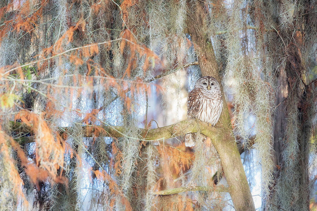 Barred Owl (strix varia); Lake Martin, Breaux Bridge, Atchafalaya Basin, Southern United States, USA; North America