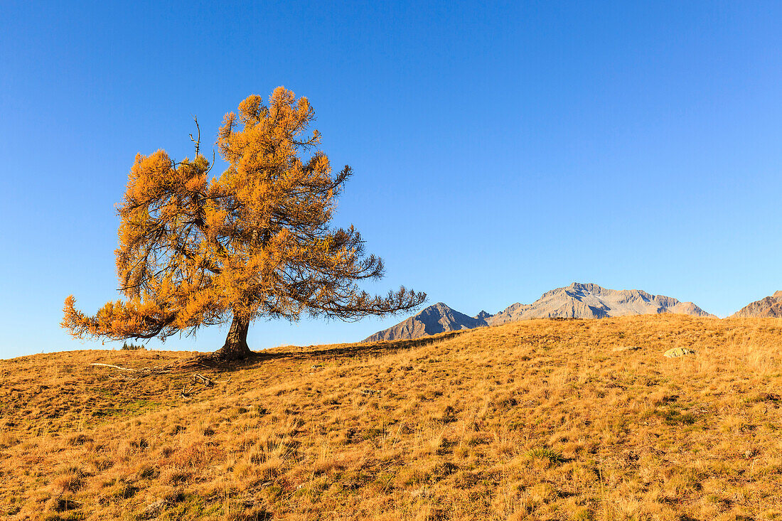 Isolated larch tree in autumn, Alpe Granda, Valtellina, province of Sondrio, Lombardy, Italy