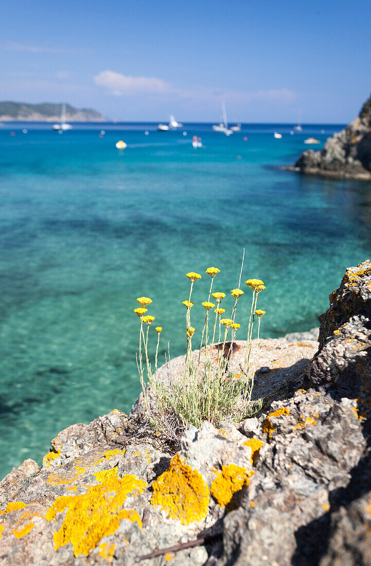 Wildflowers, Fetovaia Beach, Campo nell'Elba, Elba Island, Livorno Province, Tuscany, Italy