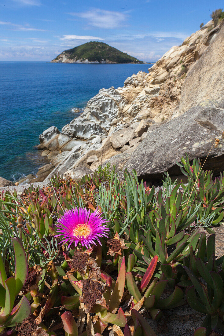Wildflower on cliffs, Gulf of Procchio, Marciana, Elba Island, Livorno Province, Tuscany, Italy