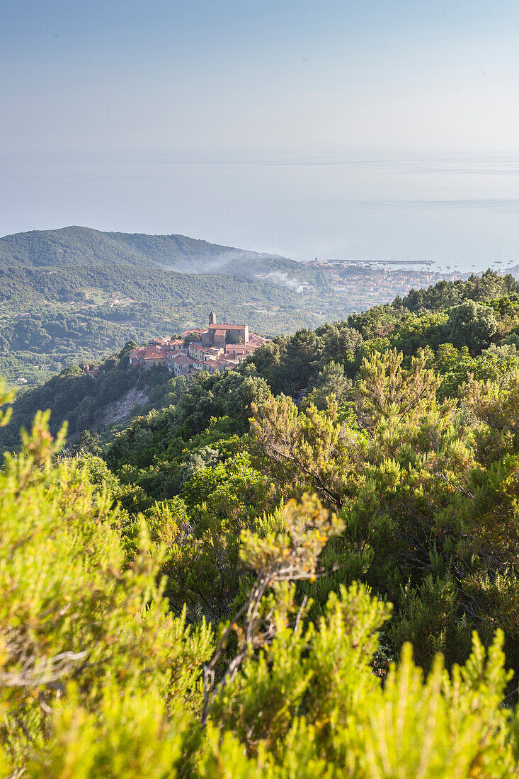 Vegetation in the inland, Monte Capanne, Elba Island, Livorno Province, Tuscany, Italy