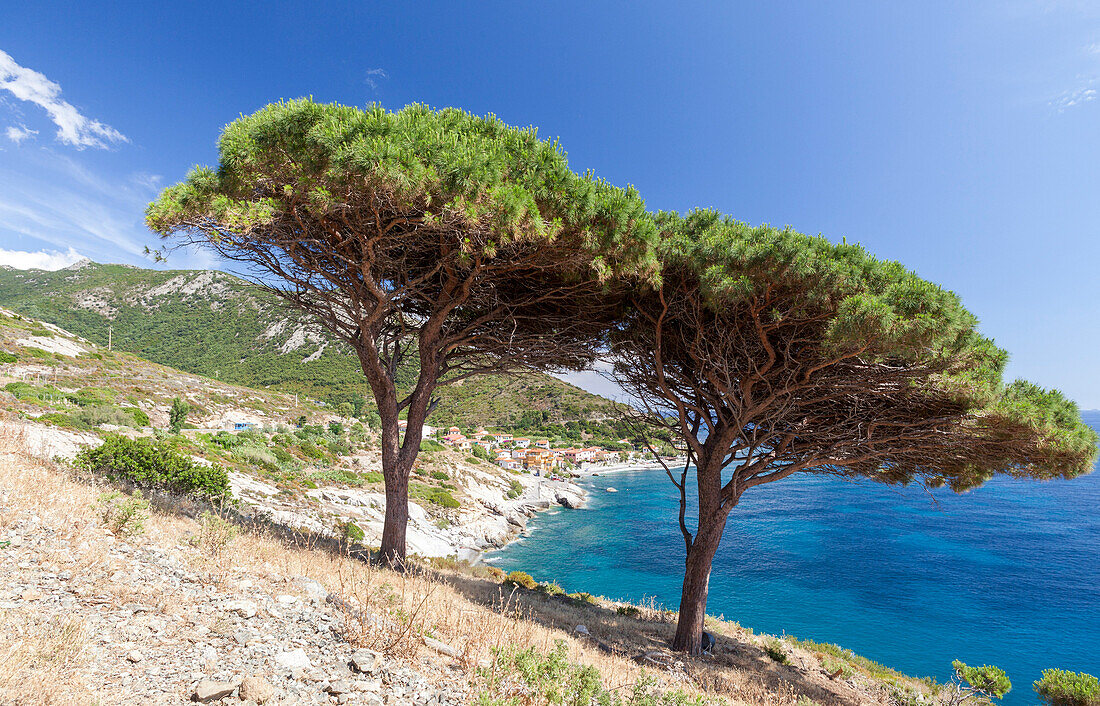 Isolated trees above the sea, Pomonte, Marciana, Elba Island, Livorno Province, Tuscany, Italy