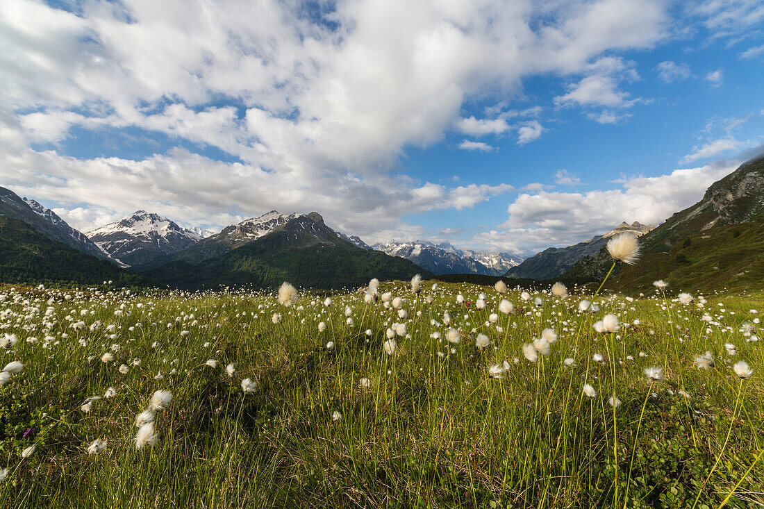 Meadows of cotton grass, Maloja, Bregaglia Valley, Canton of Graubunden, Engadin, Switzerland