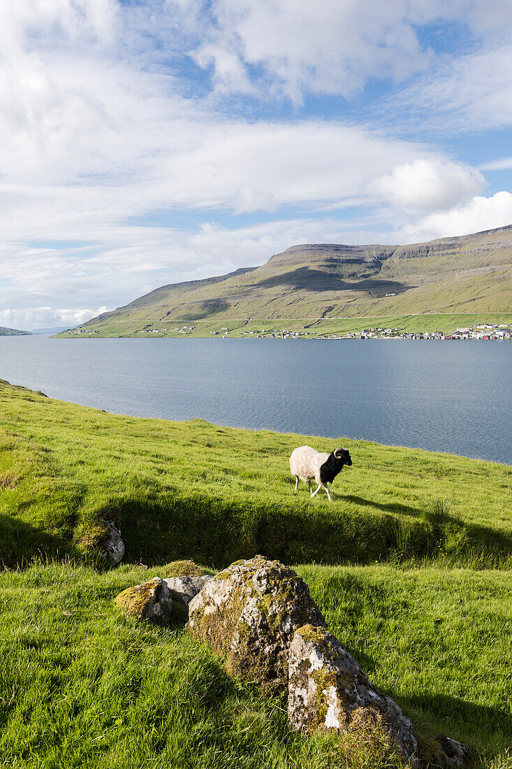 Sheep on green meadows, Skipanes, Eysturoy Island, Faroe Islands