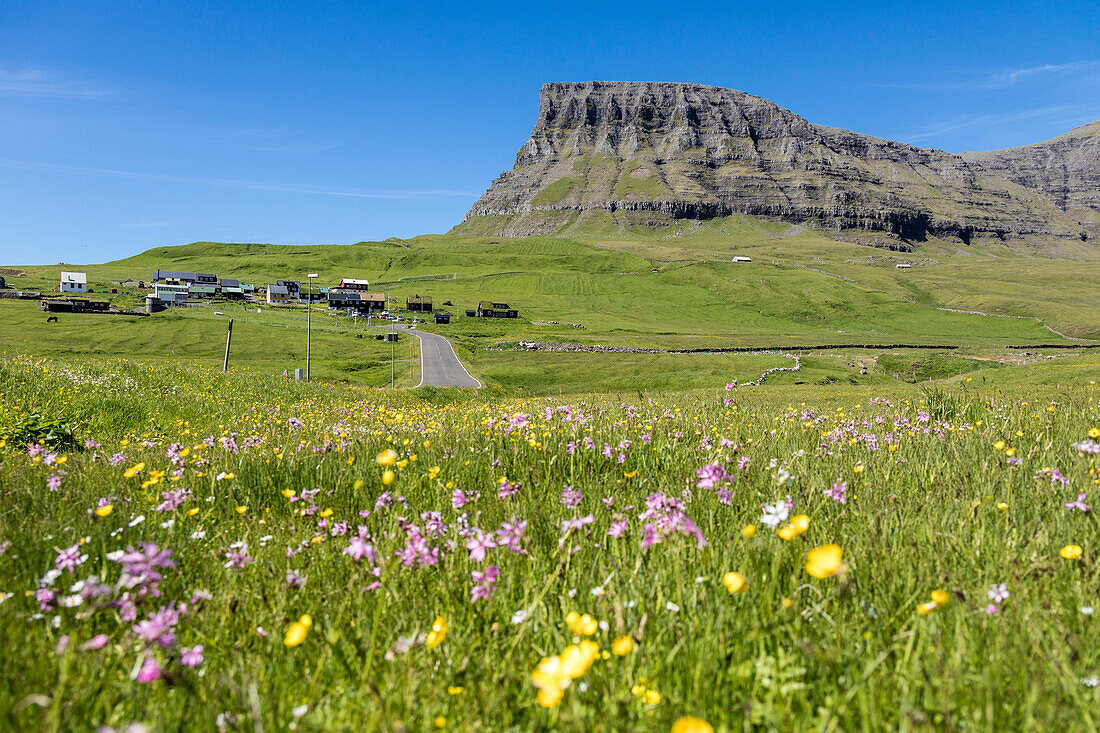 Wild flowers in the green meadows, Gasadalur, Vagar Island, Faroe Islands