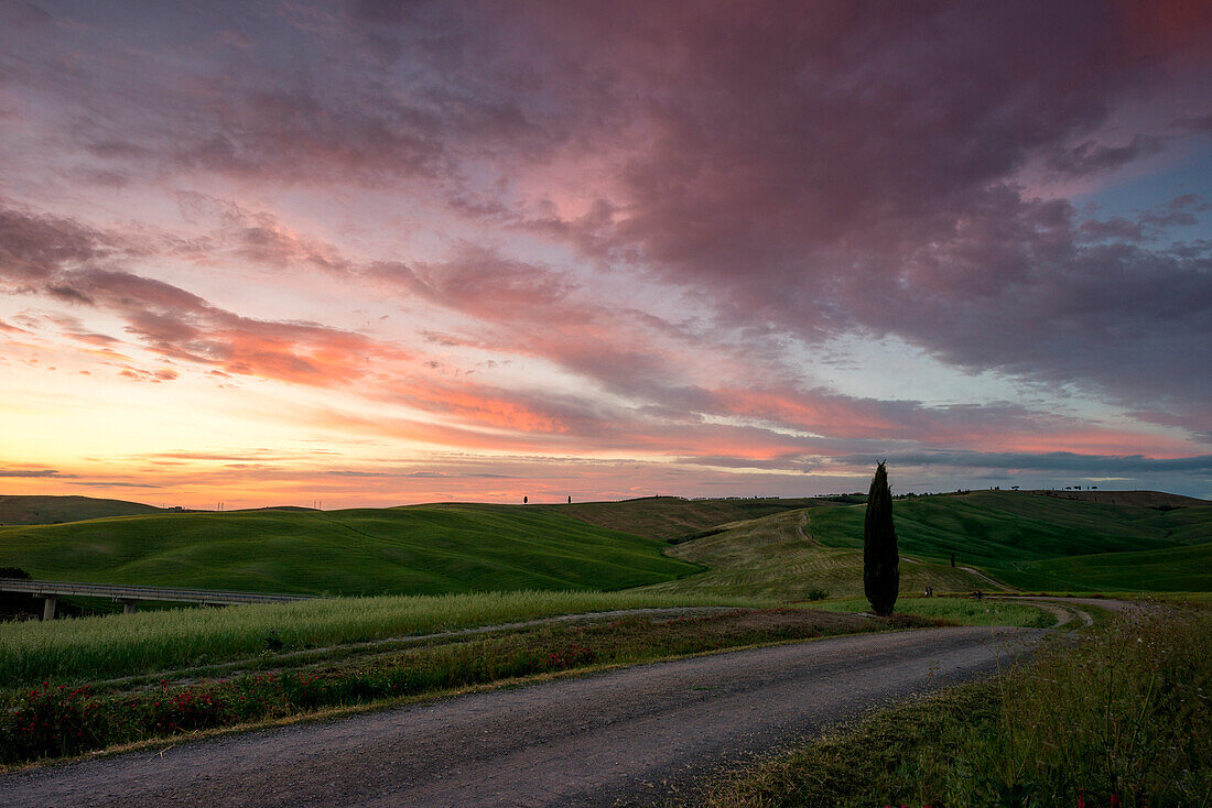 Cypress at sunset in Orcia Valley. Siena district, Tuscany, Italy.