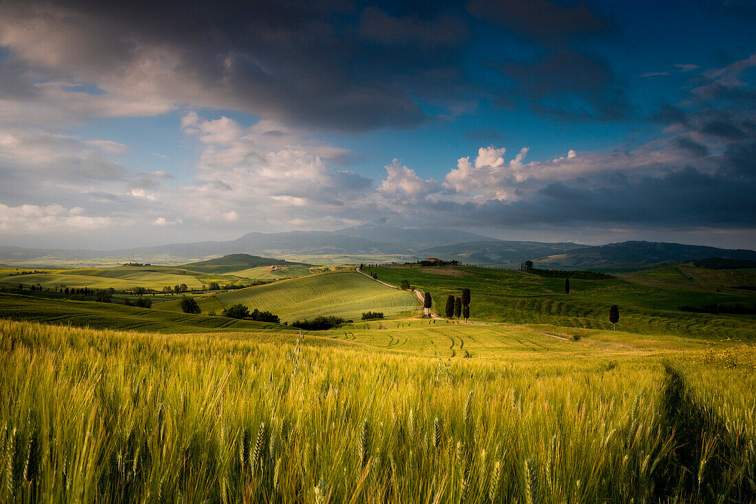 Green fields near Penza town, Tuscany, Siena province, Central Italy