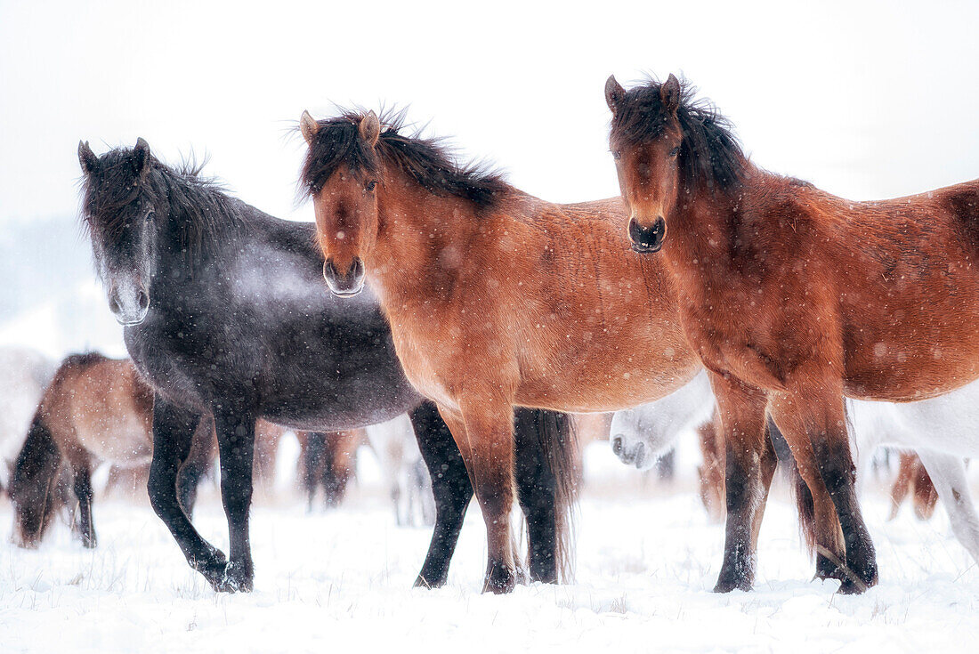 Siberian horses in the steppe of Tazhiran near by Lake Baikal, Irkutsk region, Siberia, Russia