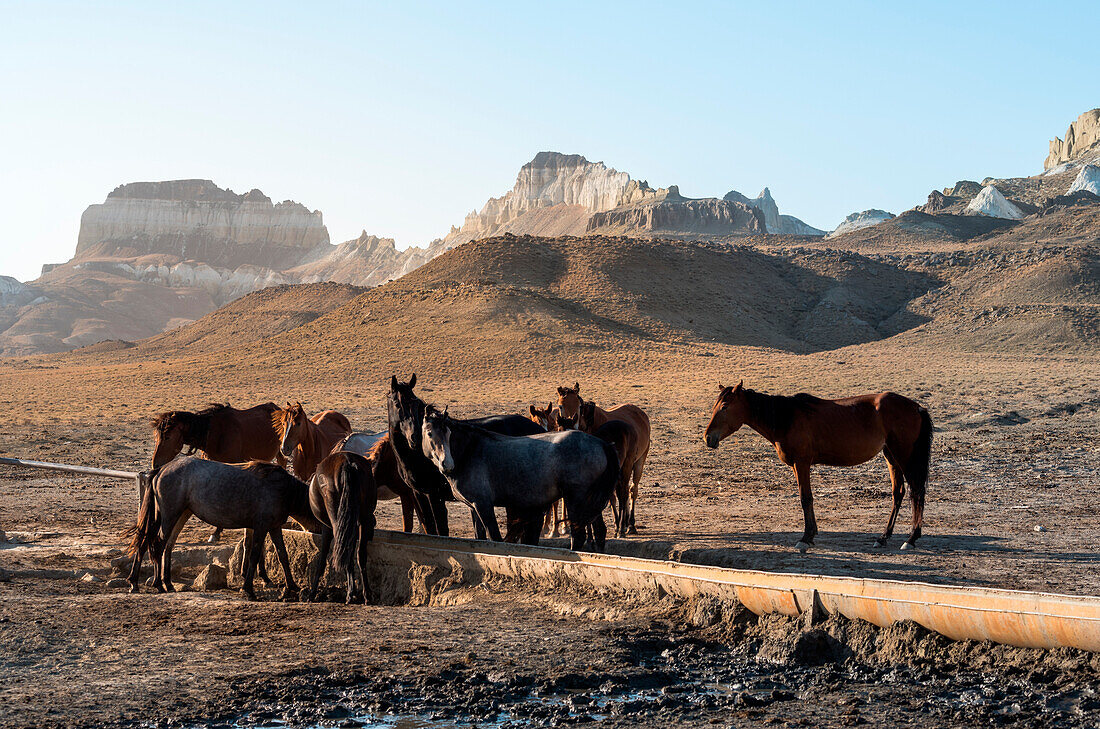 Horses at Kysylsai known as Valley of Castles at Caspian Depression desert, Aktau, Mangystau region, Kazakhstan