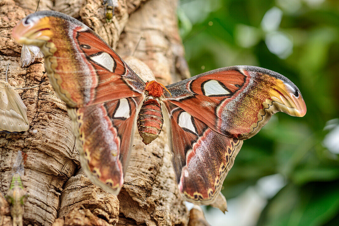 Atlas moth, Attacus atlas, Botanical Garden, Munich, Upper Bavaria, Bavaria, Germany