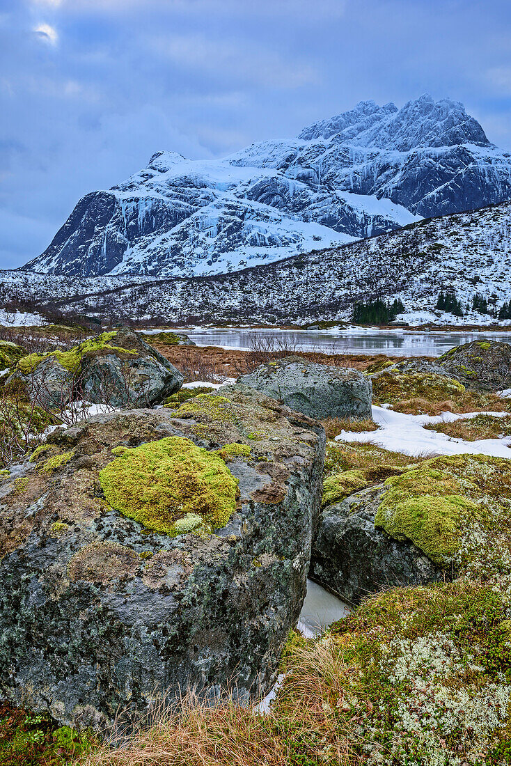 Moosbedeckte Felsen mit Berg Stjerntinden im Hintergrund, Lofoten, Nordland, Norwegen