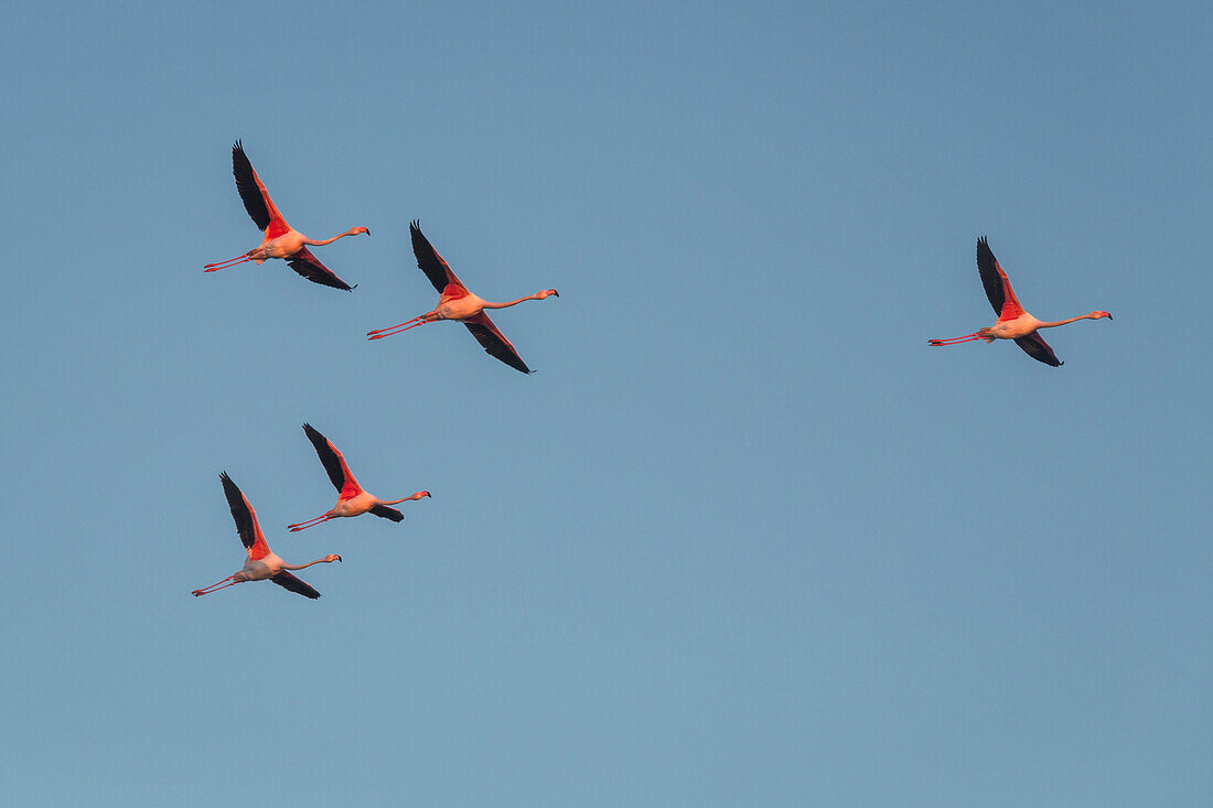 The flying Flamingos of Lio Piccolo, Cavallino - Treporti, Venice, Veneto, Italy