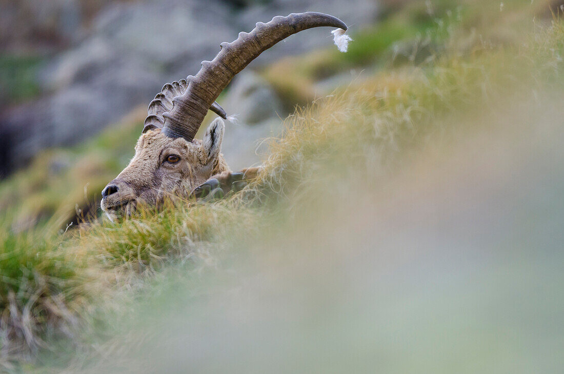 Ibex with fur on the horn, Valle dell'Orco, Gran Paradiso National Park, Piedmont, Graian alps, Province of Turin, Italian alps, Italy