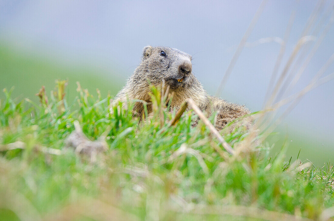 Marmot in springtime, Valle dell'Orco, Gran Paradiso National Park, Piedmont, Graian alps, Province of Turin, Italian alps, Italy