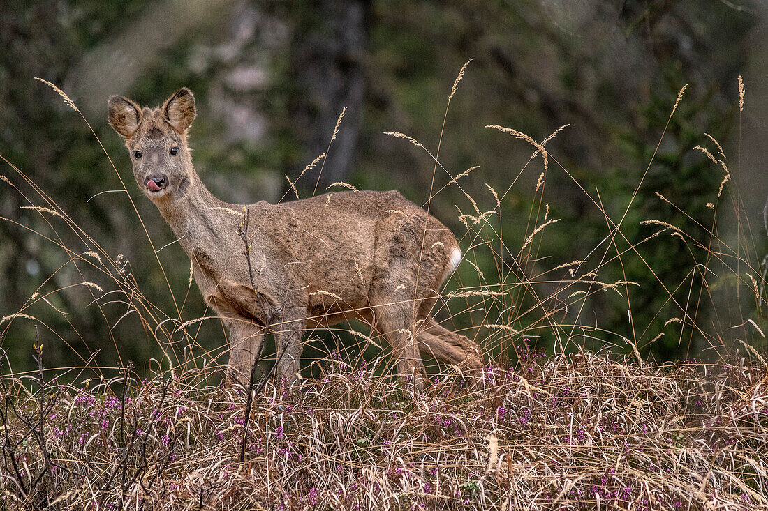 Roe eating. Badia Valley, Bolzano province, South-Tyrol, Dolomites, Italy, Europe