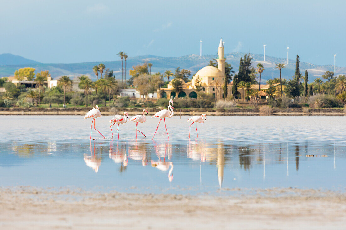 Cyprus, Larnaka, flamingos and the Hala Sultan Tekkesi mosque at Salt Lake