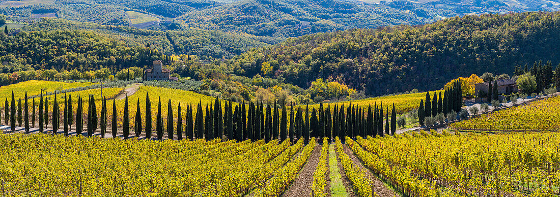Albola castle's vineyards, Radda in Chianti, Siena, Tuscany, Italy.