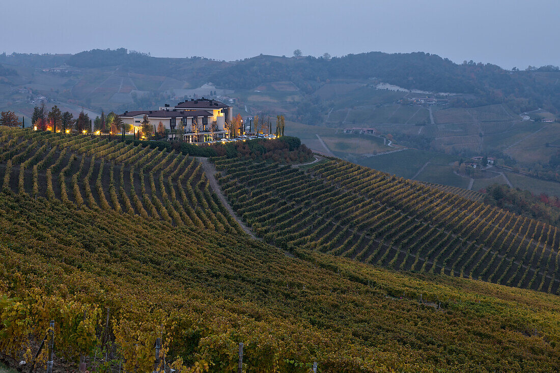 Vineyard in the Langhe, Cuneo province, Piedmont district, Italy, Europe