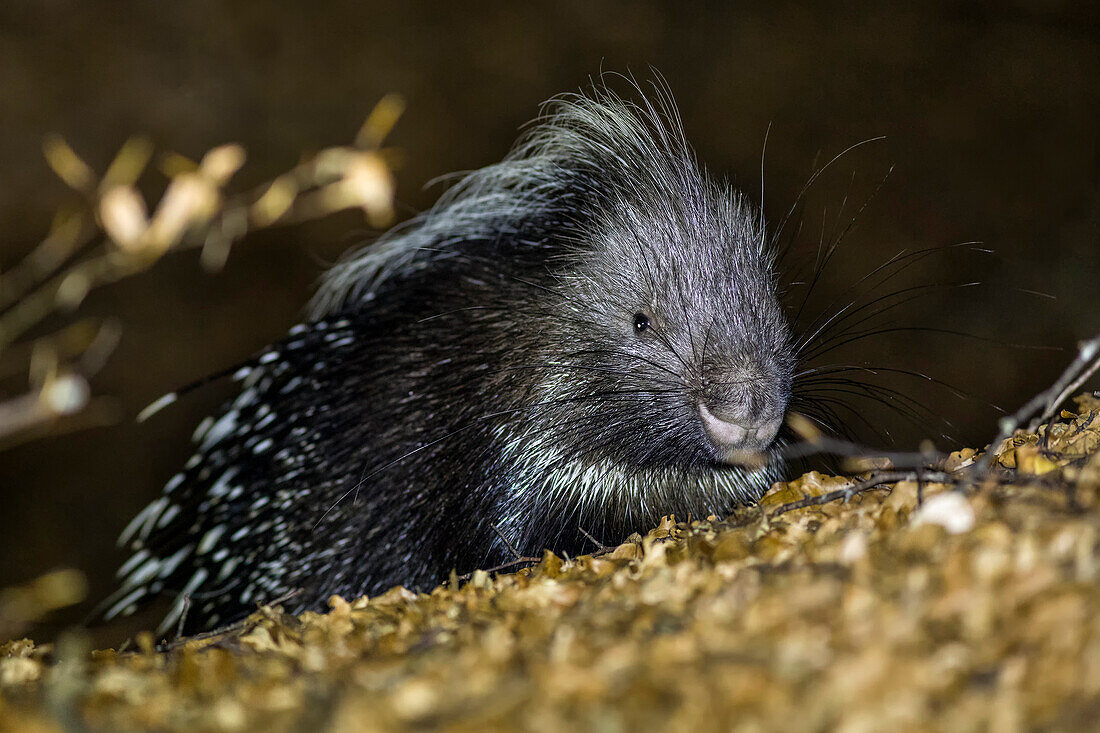 Porcupine in the woods at night, italian apennine, Emilia Romagna, Italy, Europe