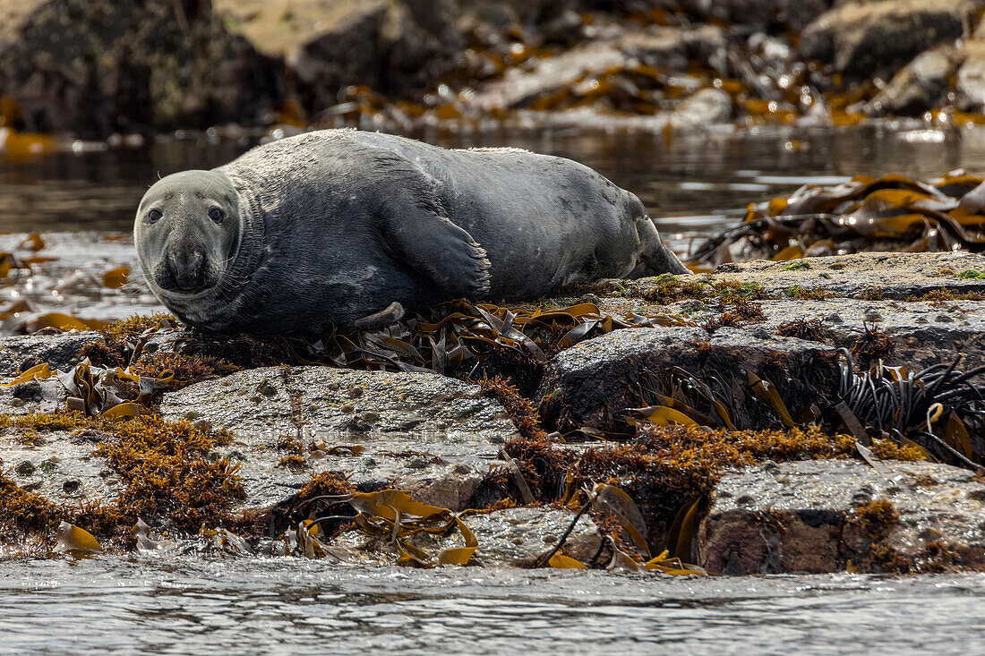 Grey seal, Isle of Skye, Scotland, Europe
