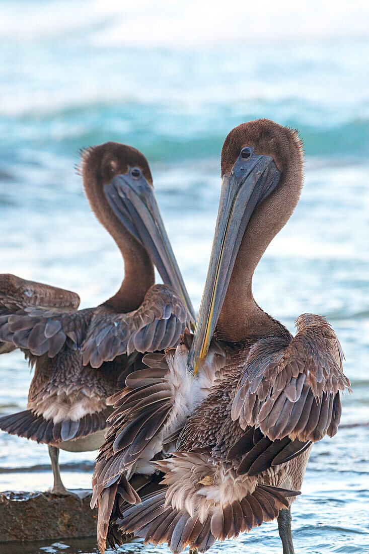 Pelicans, Carribean sea, Riviera Maya, Solidaridad municipality, Quintana Roo, Mexico.