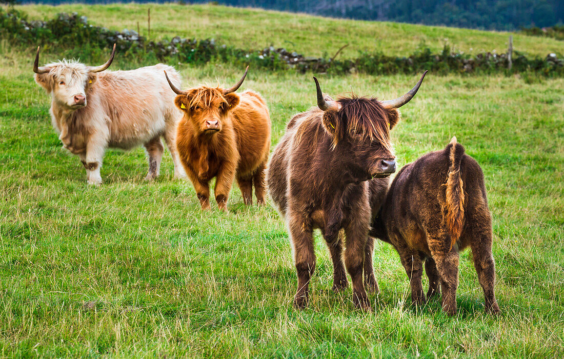 Highland cattle grazing in fields,Scottish Highlands, Scotland