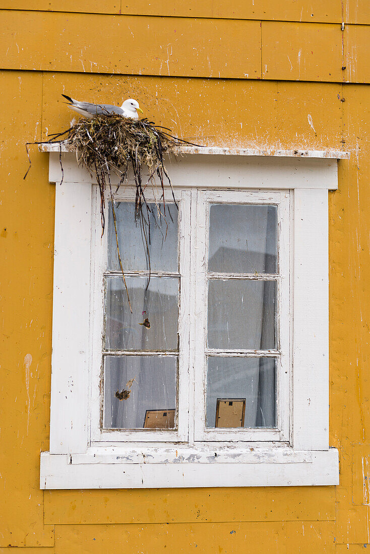 Seagull in the nest at a windowedge, Nusfjord, Lofoten Islands, Norway