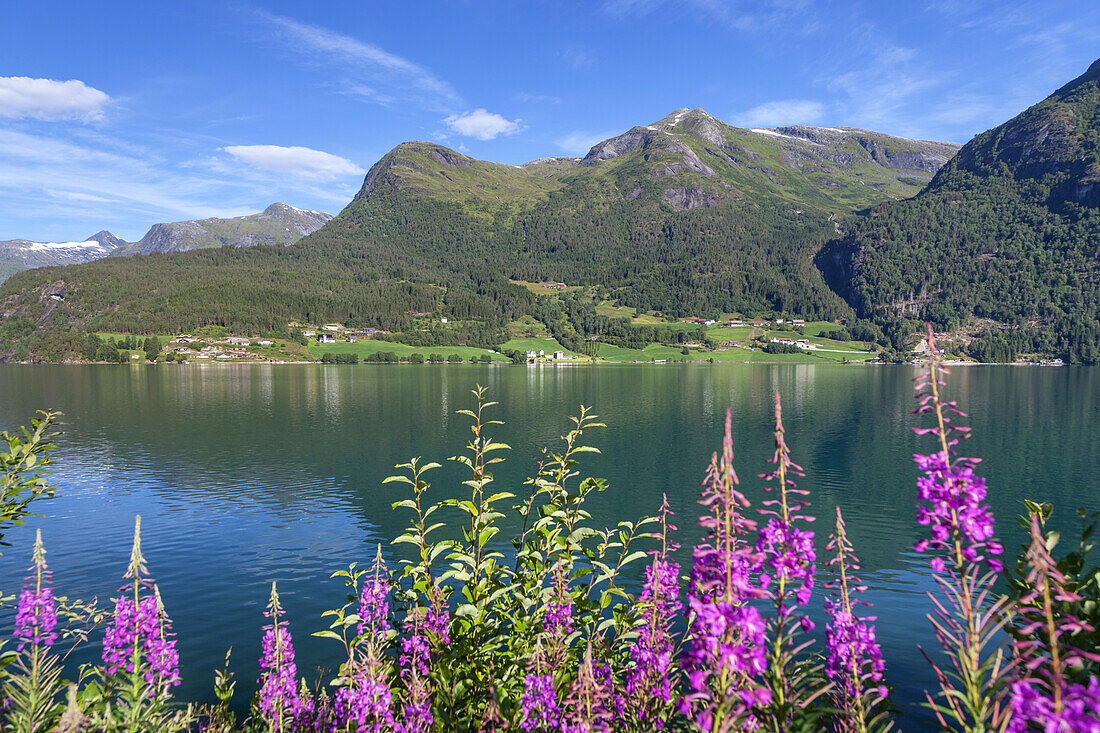 Blooming sally by the lake Oppstrynsvatnet, near Oppstryn, Sogn og Fjordane, Fjord norway, Southern norway, Norway, Scandinavia, Northern Europe, Europe
