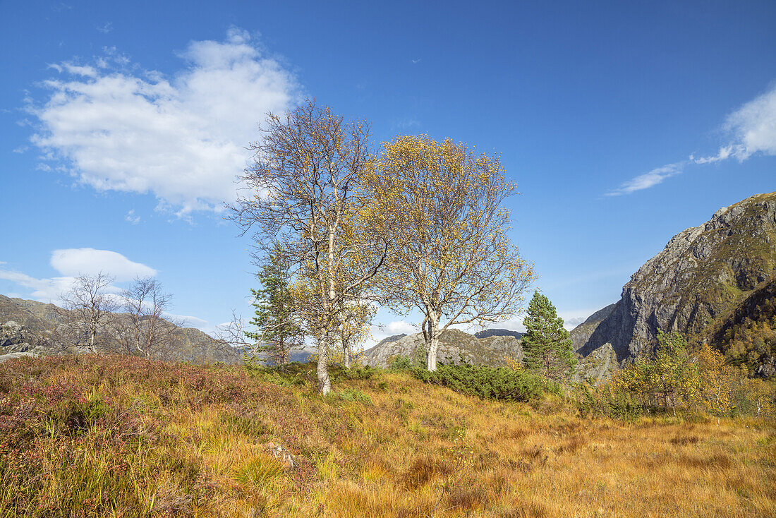 Birken im Herbst, Folgefonna Nationalpark, Hordaland, Fjordnorwegen, Südnorwegen, Norwegen, Skandinavien, Nordeuropa, Europa