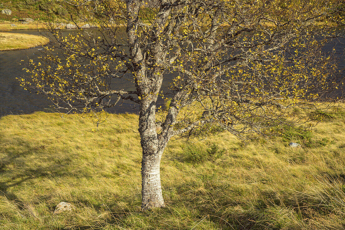 Birken im Herbst, Folgefonna Nationalpark, Hordaland, Fjordnorwegen, Südnorwegen, Norwegen, Skandinavien, Nordeuropa, Europa