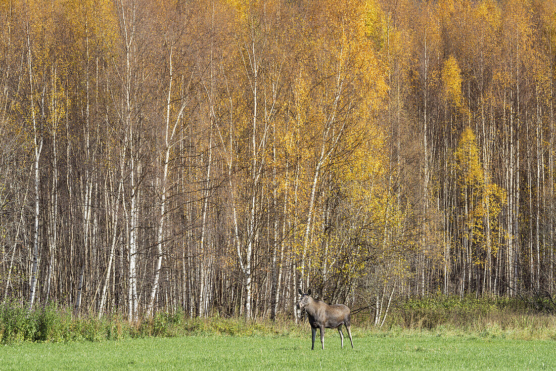 Elch vor einem Birkenwald im Herbst, bei Otta, Oppland, Østlandet, Südnorwegen, Norwegen, Skandinavien, Nordeuropa, Europa