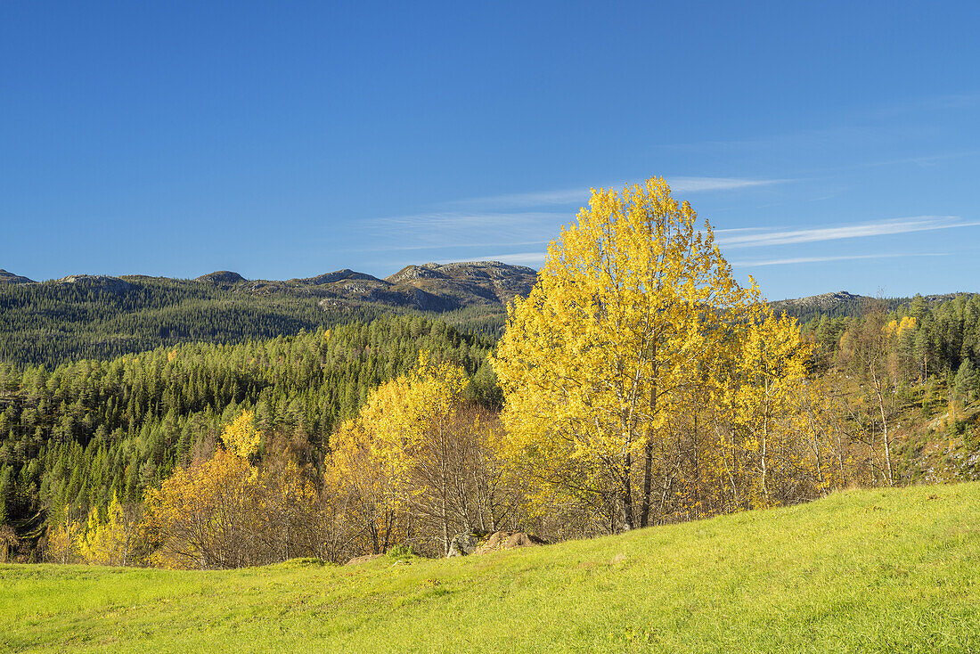 Autumn in Tuddal, Telemark, Østlandet, Southern norway, Norway, Scandinavia, Northern Europe, Europe