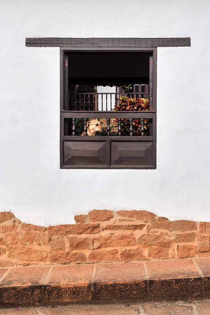 dog views out of window like balcony with the typical colonial architecture of Barichara, Departmento Santander, Colombia, Southamerica